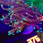 Euphyllia glabrescens Golden Mint Torch 2h (376)