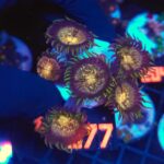 Zoanthus Nirvana Premium (377)