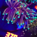 Euphyllia glabrescens Golden Mint Torch 2h (378)