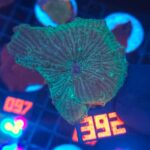 Discosoma watermelon (392)