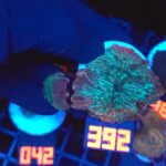 Discosoma watermelon (392)