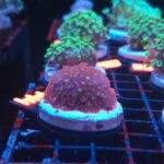 Goniopora „Mickey Mouse” (444)