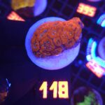 Acanthastrea Neon Red (118)