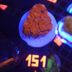 Acanthastrea Neon Red (151)