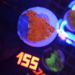 Acanthastrea Neon Red (155)
