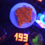 Acanthastrea Neon Red (193)