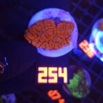 Acanthastrea Neon Red (254)