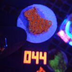 Acanthastrea Neon Red (044)
