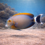 Acanthurus bariene (M)