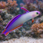 Nemateleotris decora