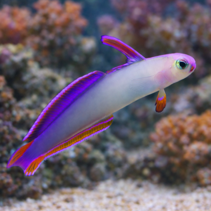 Nemateleotris decora