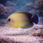 Acanthurus pyroferus (juv)
