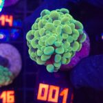 Euphyllia paraancora GOLD 1h (001)