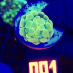 Euphyllia paraancora GOLD 1h (001)