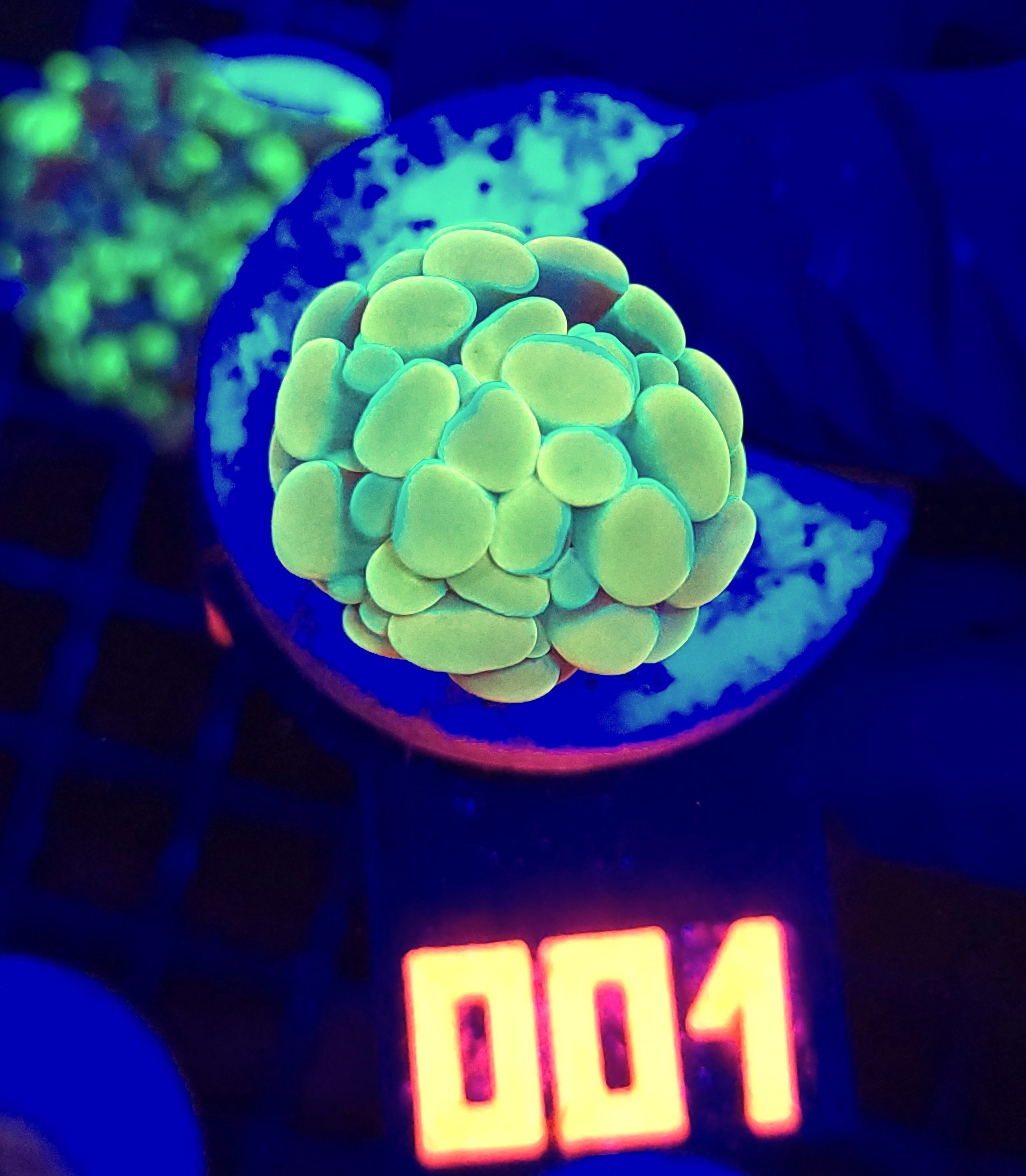 001 Euphyllia paraancora GOLD 1h (001) - obrazek 1