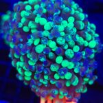 Euphyllia paraancora Grafted 2h (003)