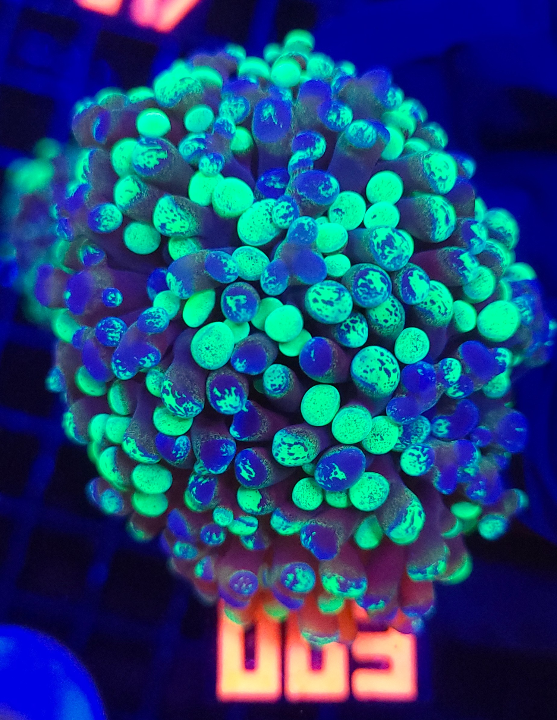 003 Euphyllia paraancora Grafted 2h (003) - obrazek 1