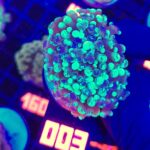 Euphyllia paraancora Grafted 2h (003)