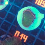 Rhodactis Green - Orange Rim (014)