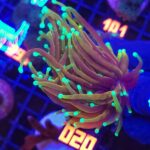 Euphyllia glabrescens dragon soul 2h (020)