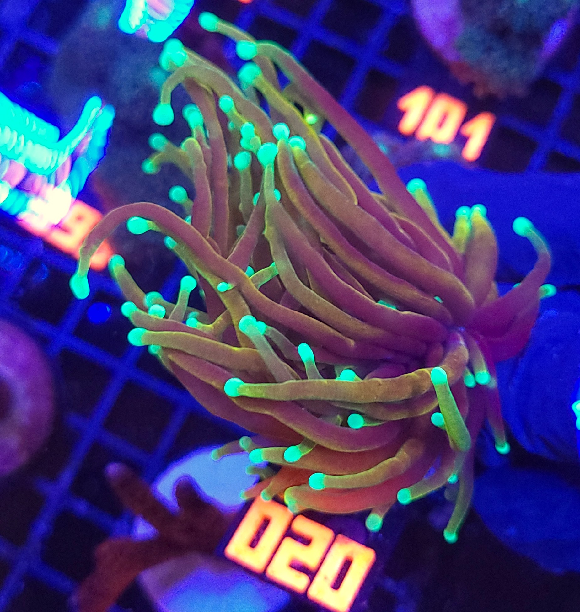 020 Euphyllia glabrescens dragon soul 2h (020) - obrazek 1