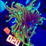 Euphyllia glabrescens dragon soul 1h (020)