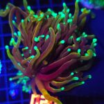 Euphyllia glabrescens dragon soul 2h (020)