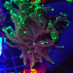 Euphyllia glabrescens dragon soul 2h (020)