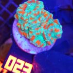 Acanthastrea lordhowensis (023)
