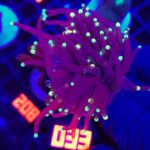 Euphyllia glabrescens Purple Lemon Tip 1h (033)