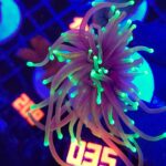 Euphyllia glabrescens dragon soul 1h (035)