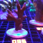 Montipora digitata red (036)