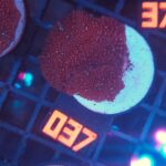 Discosoma Ruby Red (037)