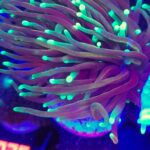 Euphyllia glabrescens dragon soul 3h (043)