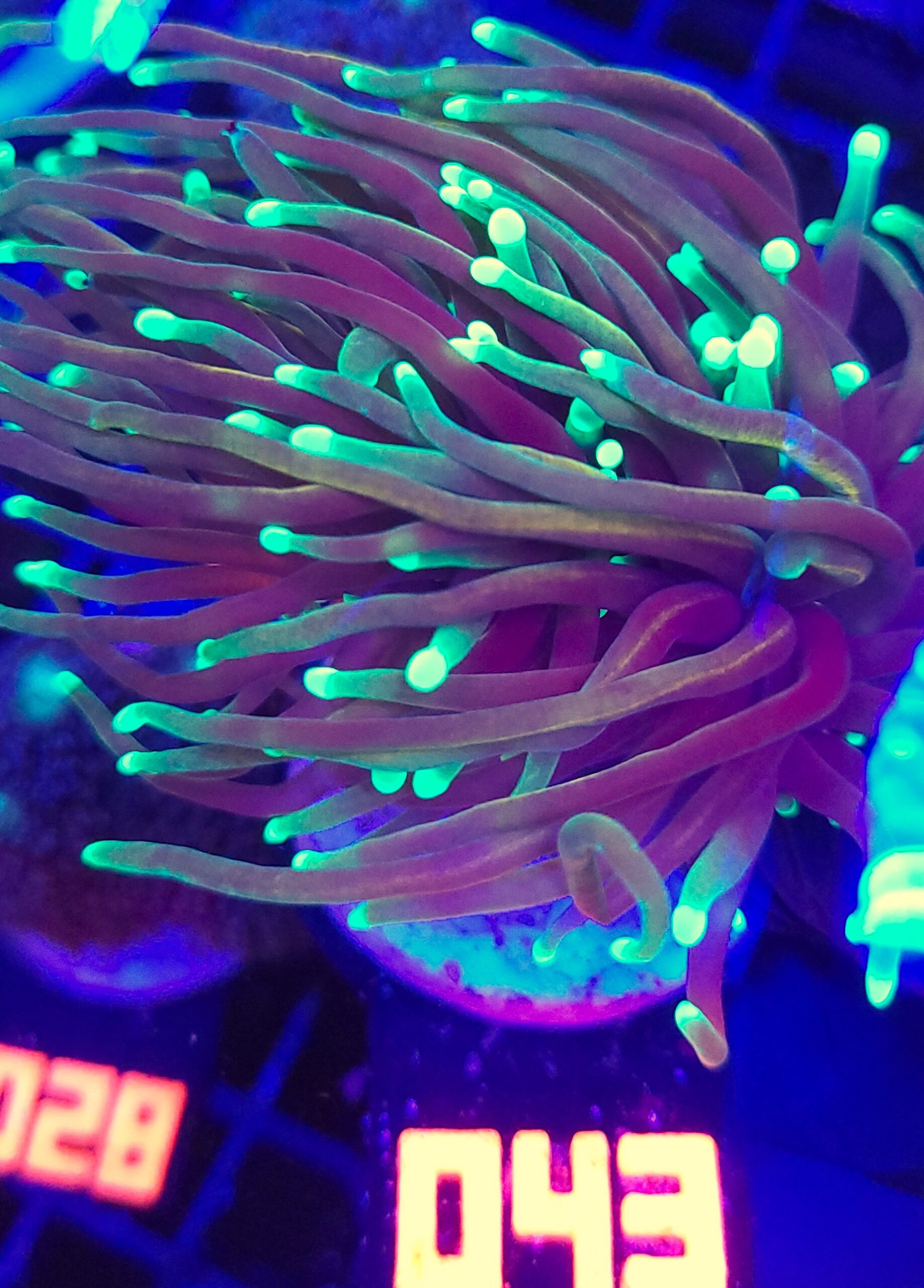 043 Euphyllia glabrescens dragon soul 3h (043) - obrazek 1