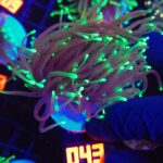 Euphyllia glabrescens dragon soul 3h (043)