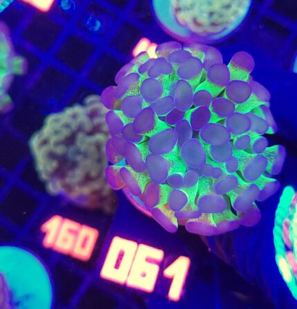 Euphyllia paraancora Purple tip 1h (061)