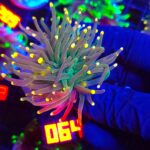 Euphyllia glabrescens Gold Tip Torch premium 1h (064)