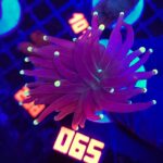 Euphyllia glabrescens Purple Lemon Tip 1h (065)