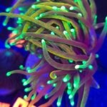 Euphyllia glabrescens dragon soul 2h (072)