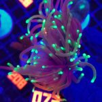 Euphyllia glabrescens dragon soul 2h (072)