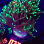 Euphyllia glabrescens dragon soul 2h (072)