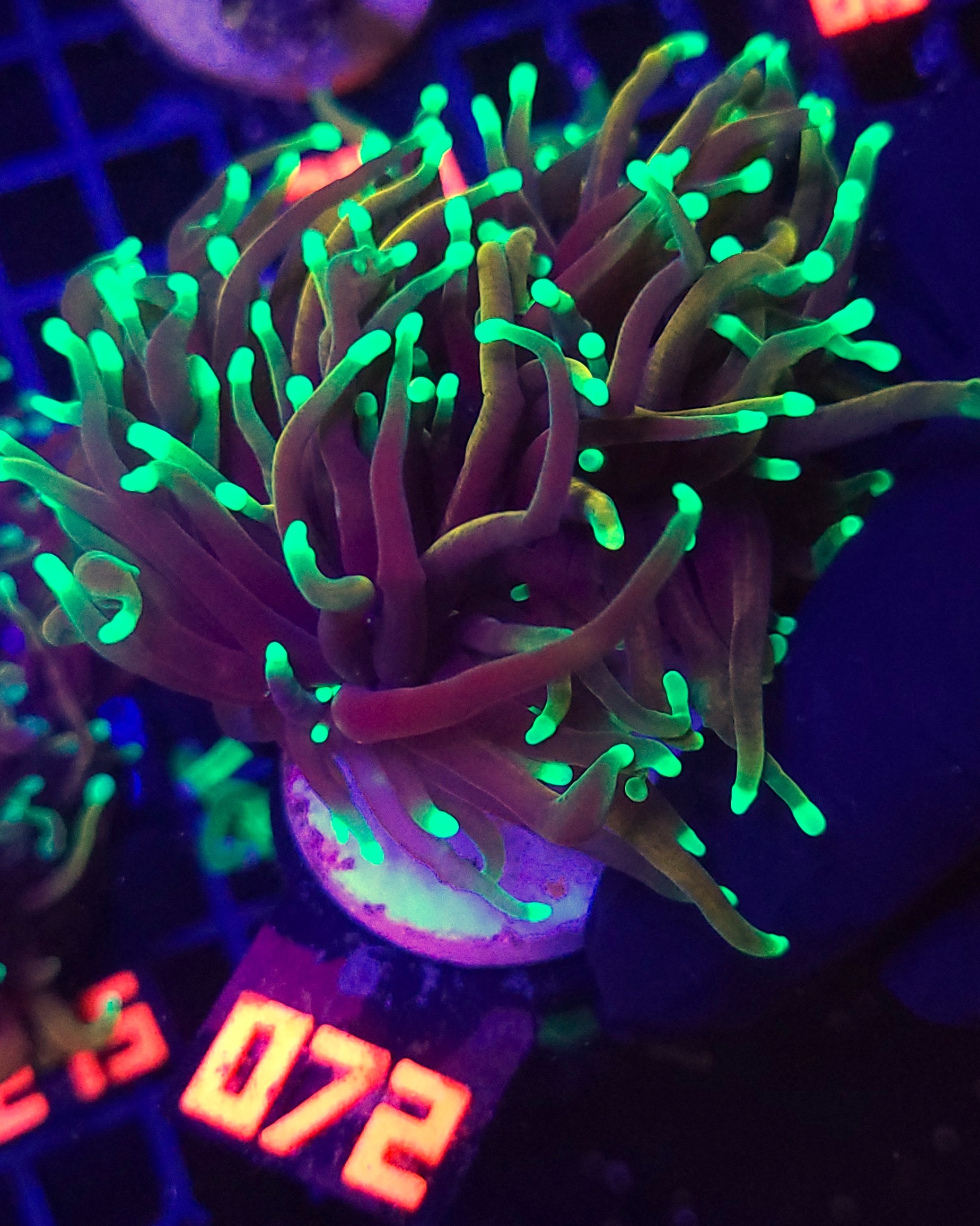 072 Euphyllia glabrescens dragon soul 2h (072) - obrazek 1