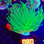 Euphyllia glabrescens toxic green 1h (080)