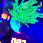 Euphyllia glabrescens toxic green 1h (083)