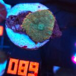 Rhodactis Dark Green - Orange Rim (089)