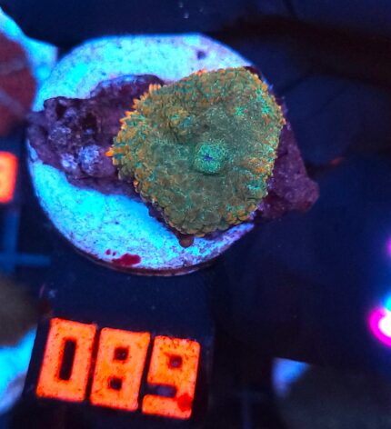 Rhodactis Dark Green - Orange Rim (089)