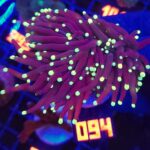 Euphyllia glabrescens Purple Lemon Tip 3h (094)
