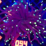 Euphyllia glabrescens Purple Lemon Tip 2h (094)