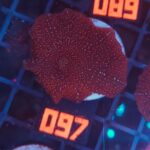 Discosoma Ruby Red (097)
